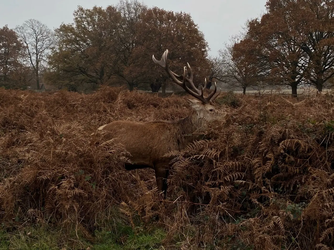 Een hert met groot gewei in het herfstgebladerte van Richmond Park