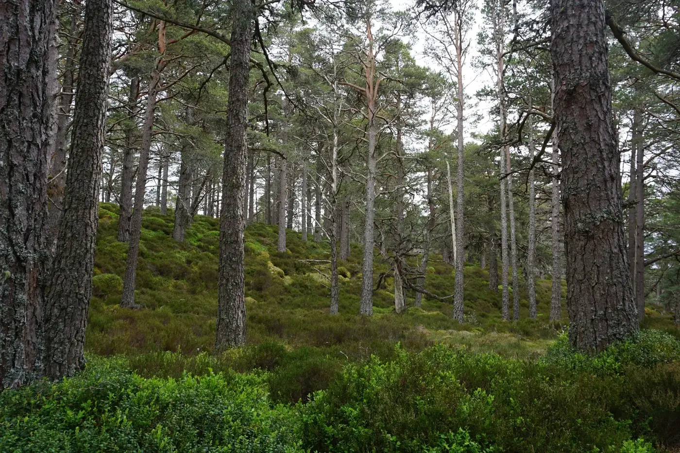 Explore the dense pine woodlands of the Scottish Highlands, showcasing natural beauty and tranquility.