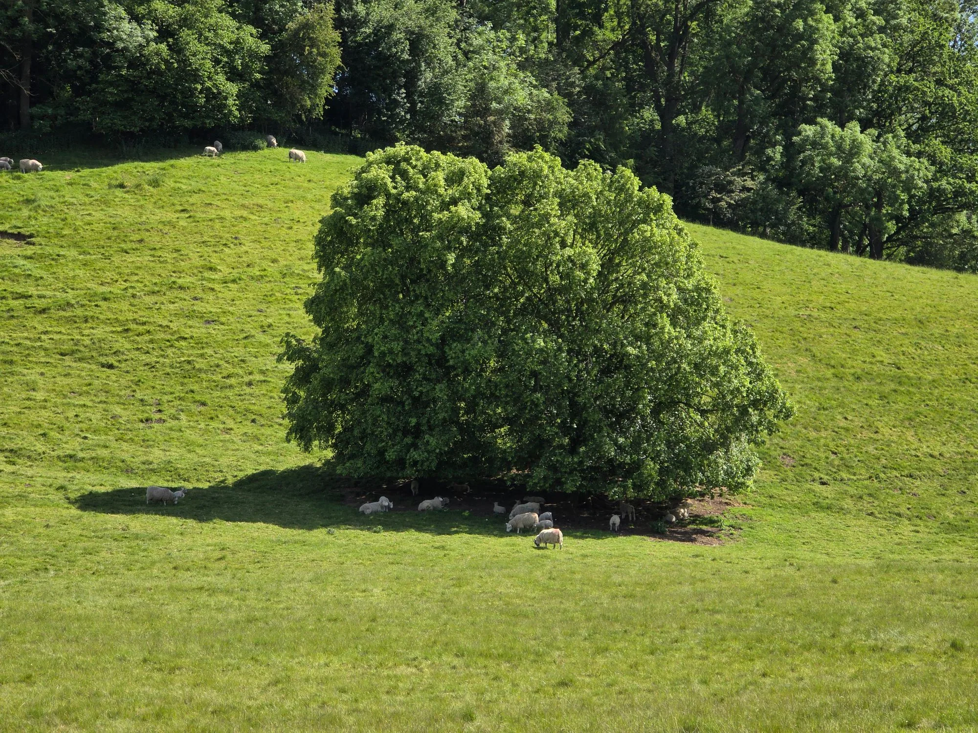 Scenic view of sheep grazing under a tree in Thornton-le-Dale's rolling hills.