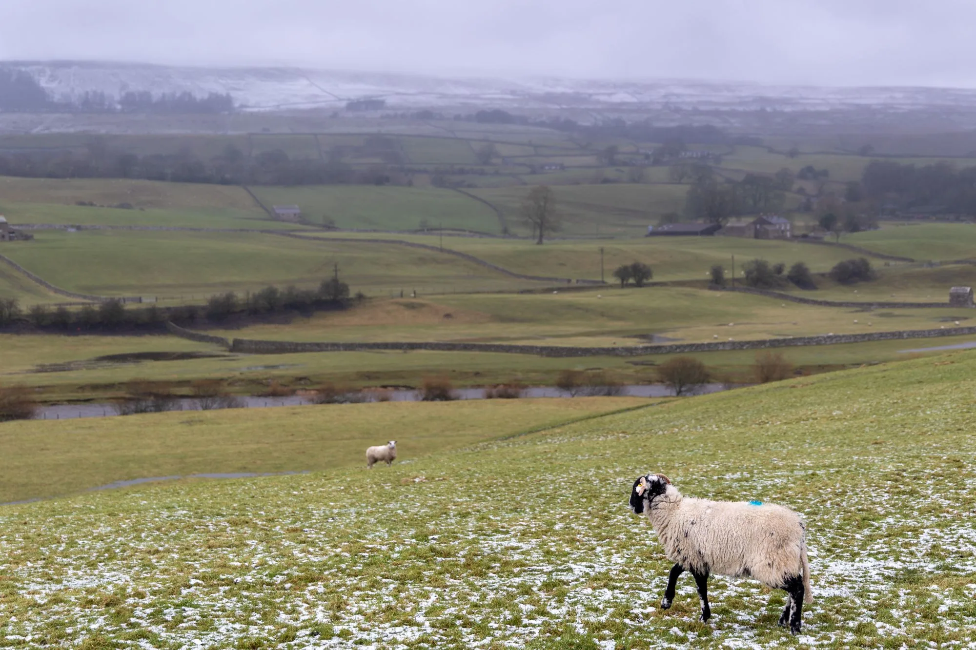Sheep grazing in a snowy landscape in Yorkshire Dales, England during winter.